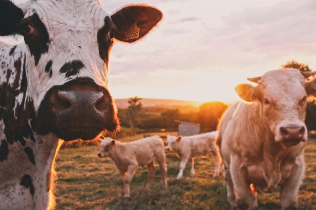 agrivoltaisme : benefices pour l'agriculteur et sa rentabilité