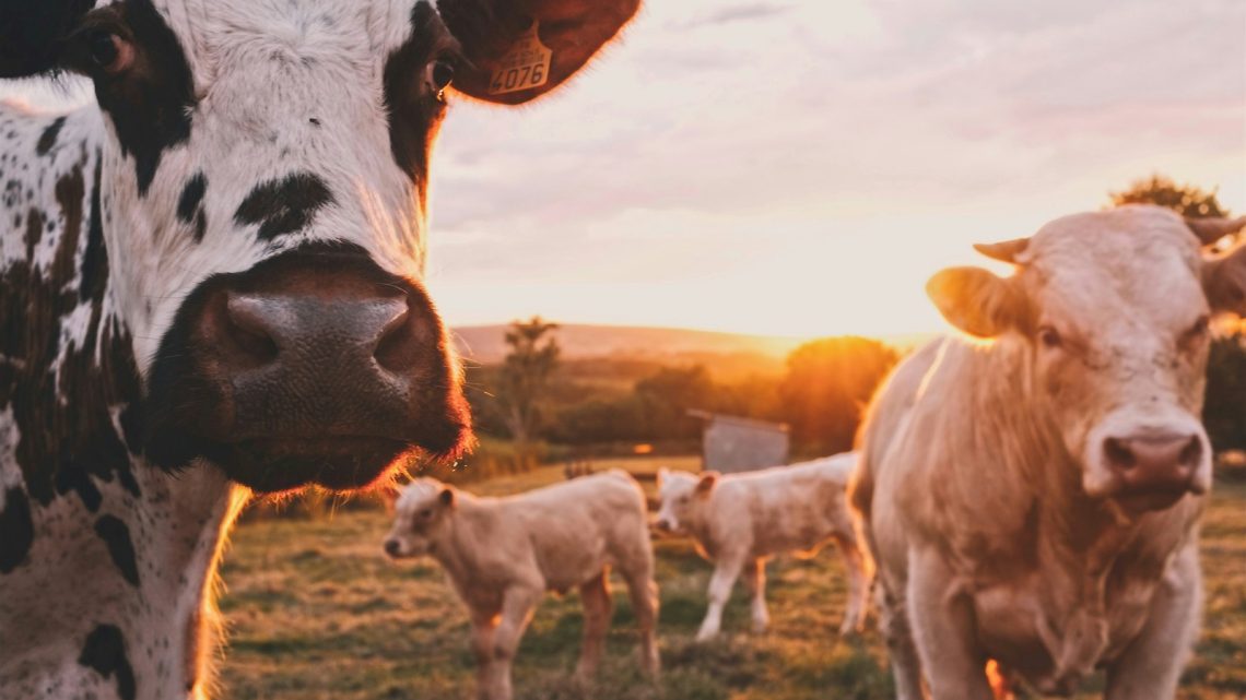 agrivoltaisme : benefices pour l'agriculteur et sa rentabilité