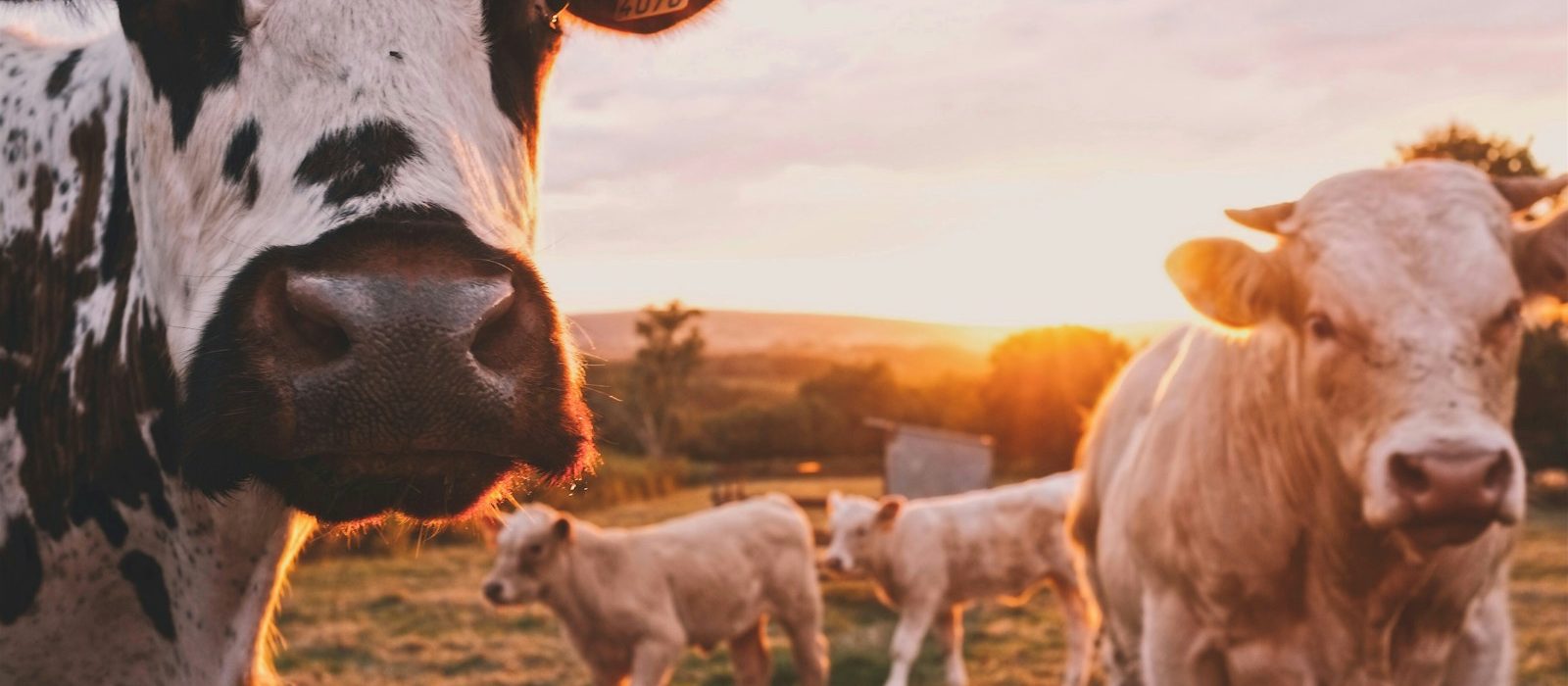 agrivoltaisme : benefices pour l'agriculteur et sa rentabilité